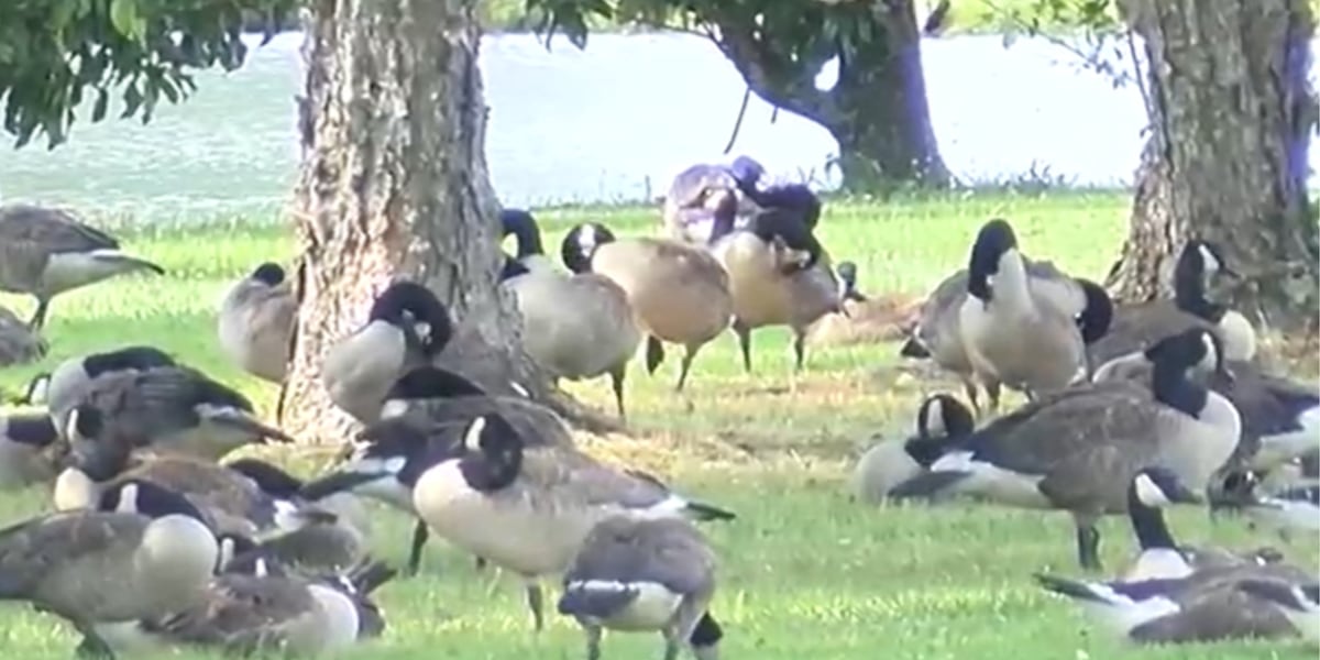 USDA kills 550 geese at request of neighborhood’s HOA because of overpopulation