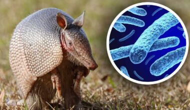 Leprosy on the rise in Florida. Are armadillos to blame?
