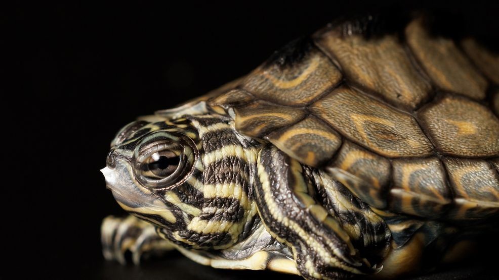 A baby Ringed Map Turtle at the Tennessee Aquarium. This endangered North American hatchling is the first of its species to hatch at the Aquarium since 1998. Photo via the Tennessee Aquarium.