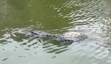 FWC investigates video showing woman petting gator in Silver Springs