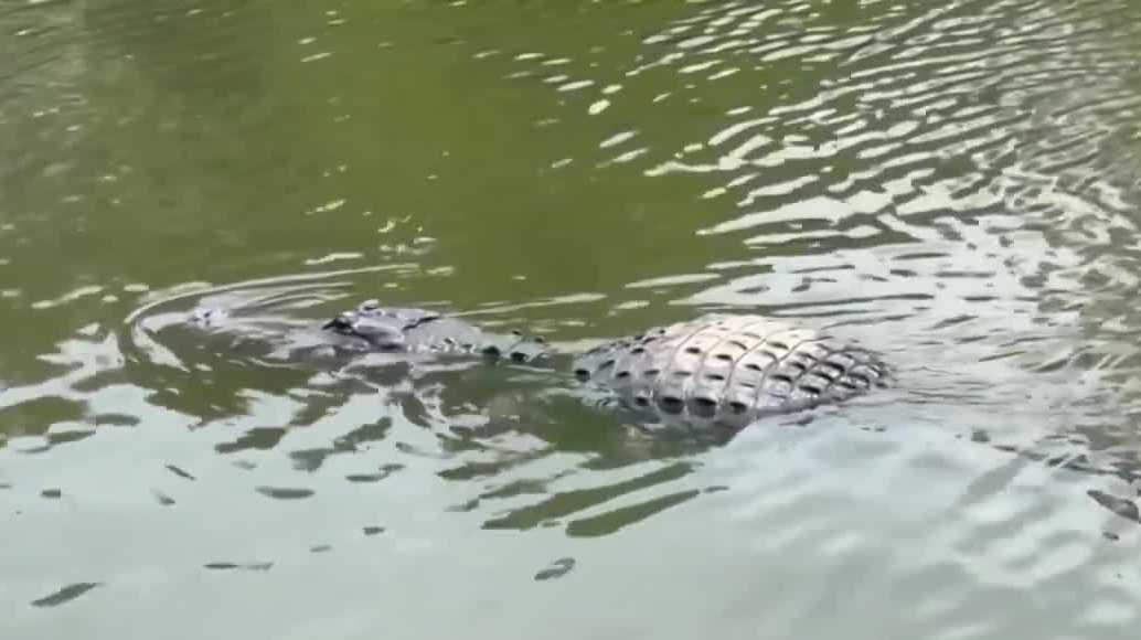 FWC investigates video showing woman petting gator in Silver Springs