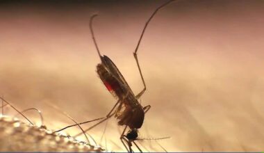 Mosquitoes released in Rosemont to reduce invasive species