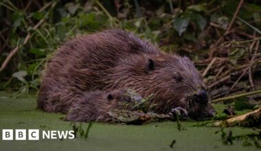 How west London beavers are tackling flooding - BBC