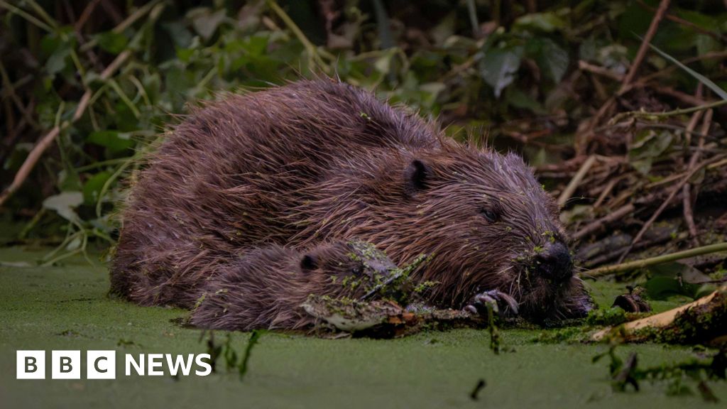 How west London beavers are tackling flooding - BBC