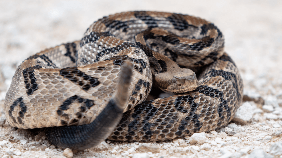Timber Rattlesnake
