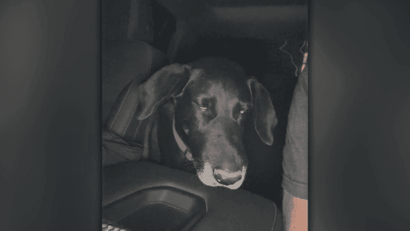 In Prather, a community member said his dog was recently bitten and rushed to the vet. After receiving anti-venom and treatment, the lab survived, but the owner paid a couple thousand dollars (PHOTO: TIM ADAMS).