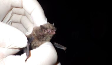 Endangered Indiana bat captured in NC for first time since 2015 :: WRAL.com