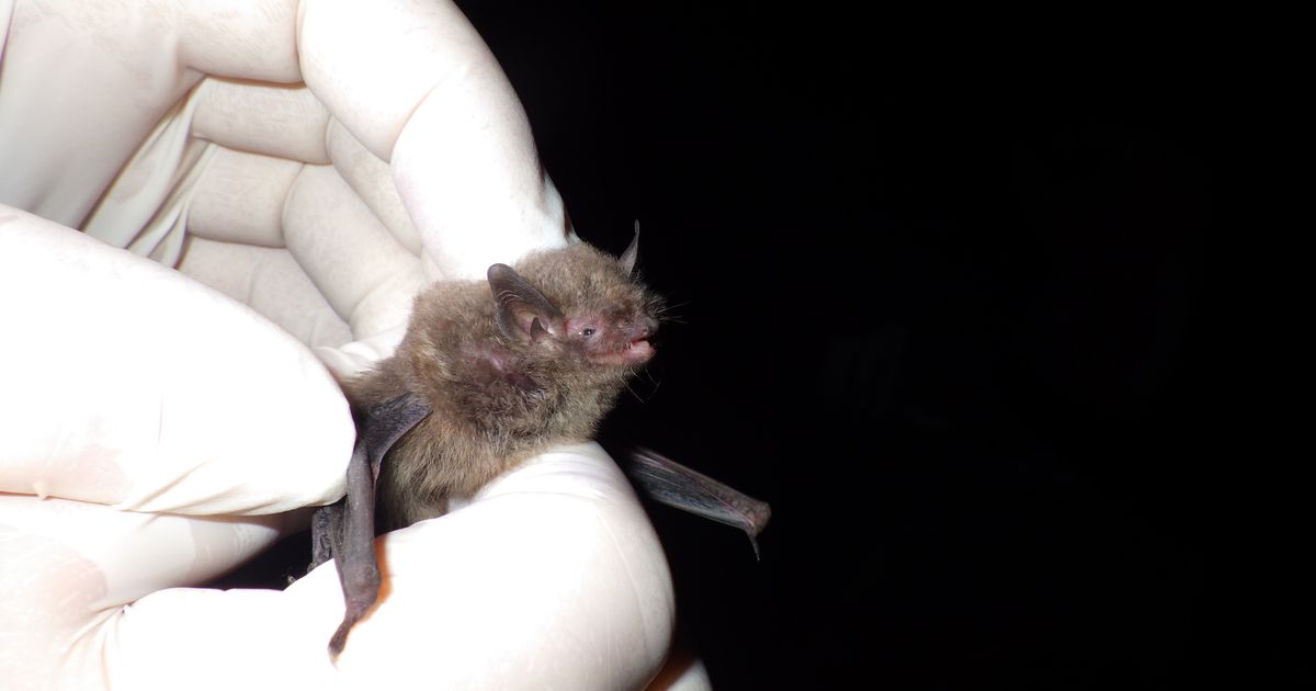 Endangered Indiana bat captured in NC for first time since 2015 :: WRAL.com