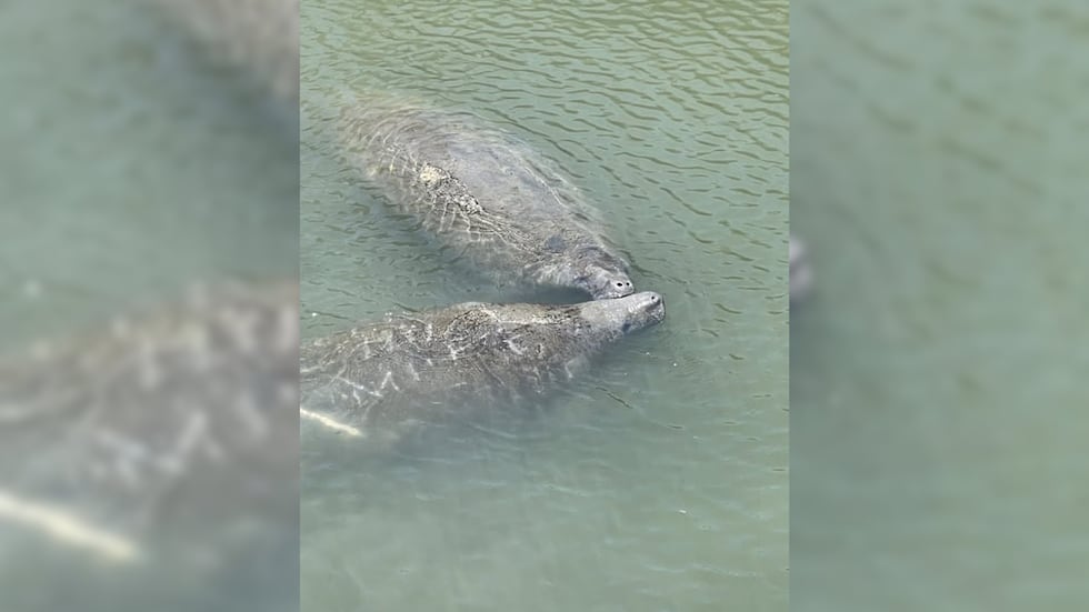 Officials said that when the water is warm, Florida manatees migrate north to enjoy the...