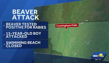 Beaver from Cunningham Falls attack test positive for rabies