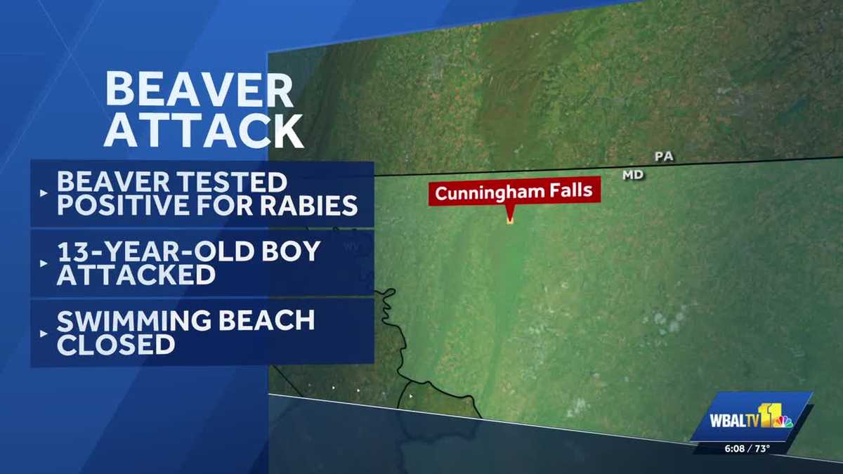 Beaver from Cunningham Falls attack test positive for rabies