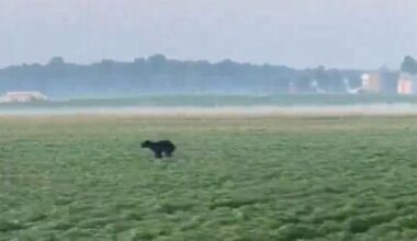 Black bear spotted in Greene County | Greene County Community News