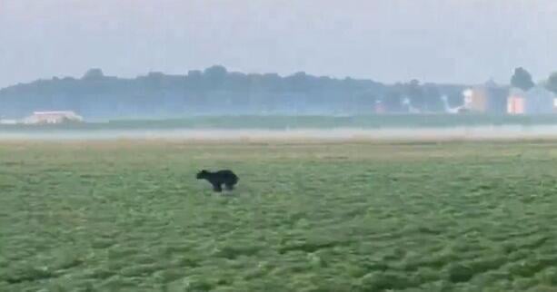 Black bear spotted in Greene County | Greene County Community News