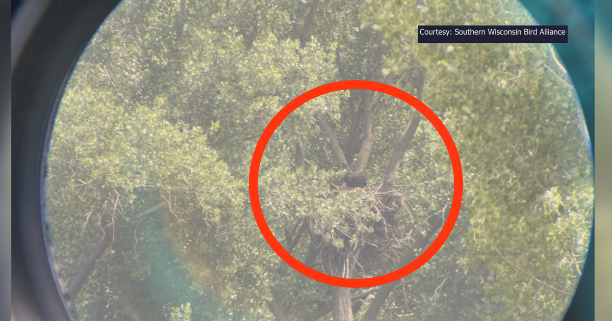 Mallards can continue with fireworks now that young eagles have flown from nest nearby | News