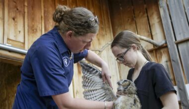 'This is the kind of thing I love to do': Baby great horned owl finds surrogate family in Pullman