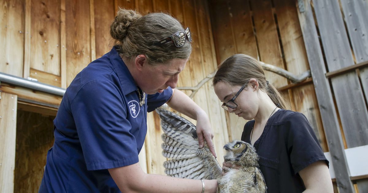'This is the kind of thing I love to do': Baby great horned owl finds surrogate family in Pullman