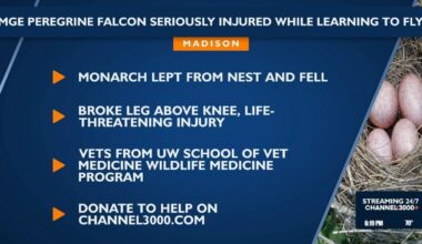 MGE peregrine falcon seriously injured while learning to fly, DCHS aiding recovery | News