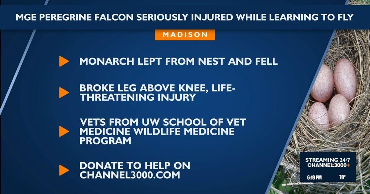 MGE peregrine falcon seriously injured while learning to fly, DCHS aiding recovery | News