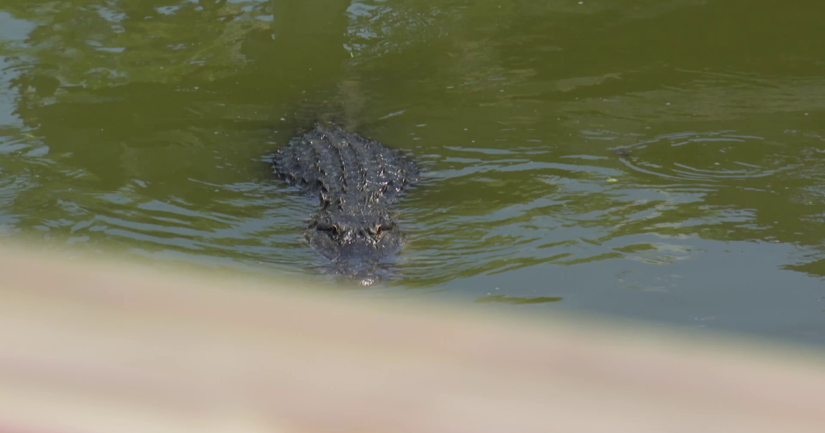 Experts warn of active alligator season after North Fort Myers attack | Lee County