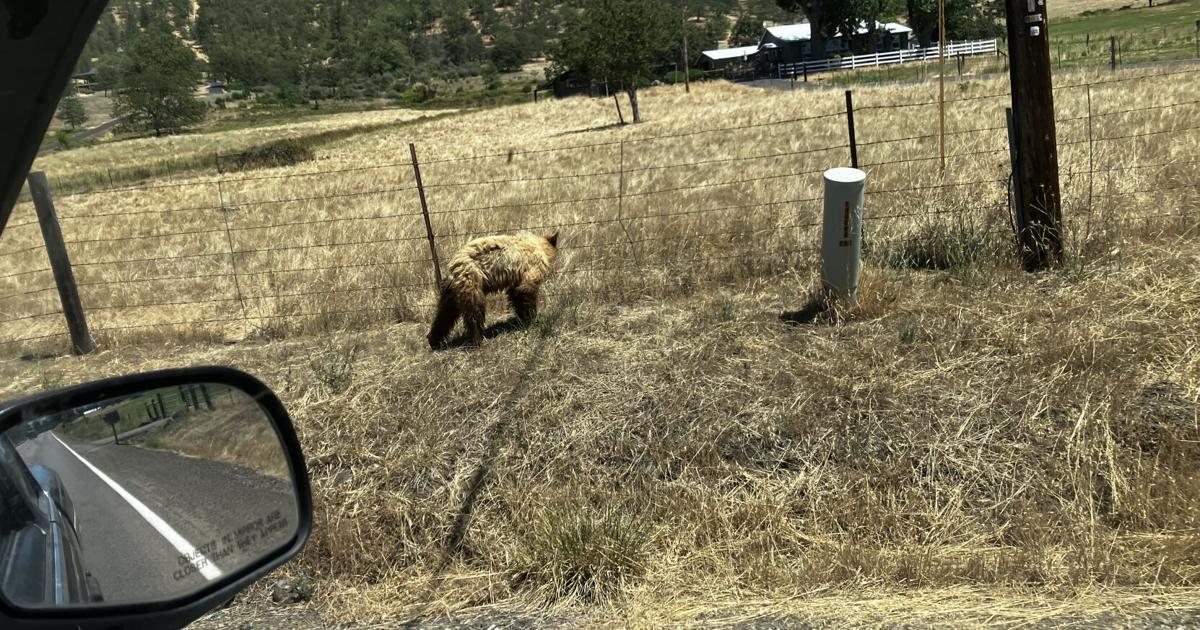 White City residents report sightings of reoccurring black bear | Community