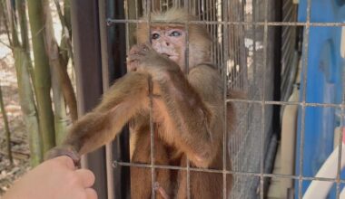Records reveal thousands of primates shipped out of SWFL last year; lawmaker seeks ban on research imports | Investigations