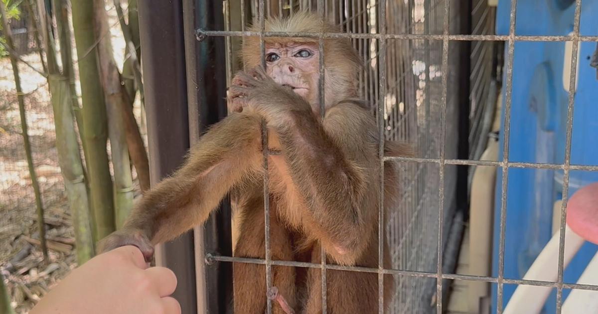 Records reveal thousands of primates shipped out of SWFL last year; lawmaker seeks ban on research imports | Investigations