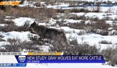 UC Davis study: Gray wolves in NE California mainly eating cattle | News