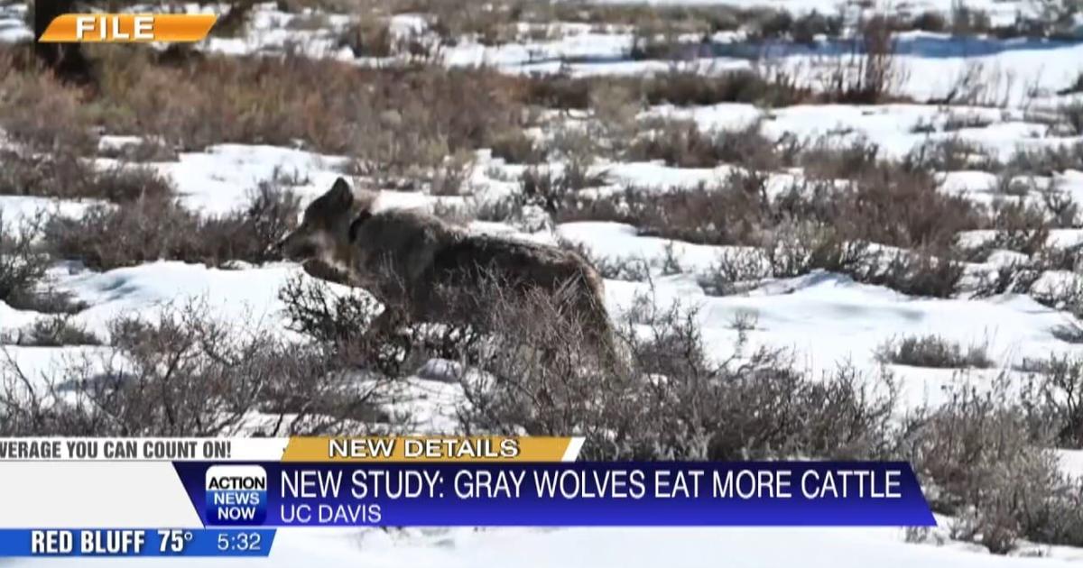 UC Davis study: Gray wolves in NE California mainly eating cattle | News