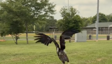 Dale City wastewater operator saves trapped bald eagle | Headlines