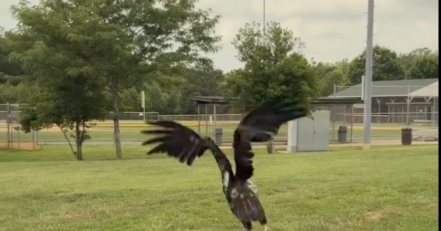 Dale City wastewater operator saves trapped bald eagle | Headlines
