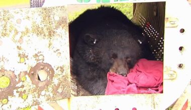 Game wardens track new 350-pound bear as Poconos population expands into Lehigh Valley | Northampton County