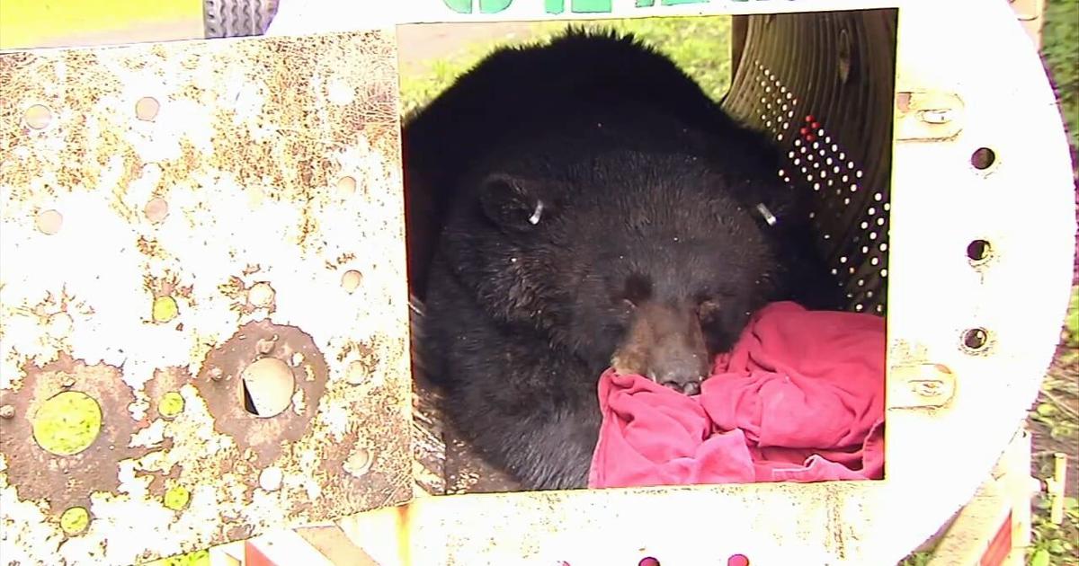 Game wardens track new 350-pound bear as Poconos population expands into Lehigh Valley | Northampton County