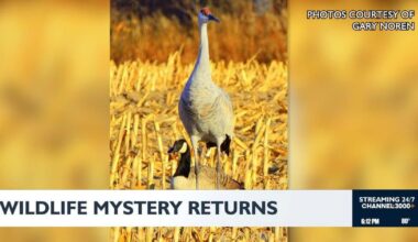 Canada goose returns with sandhill cranes in Madison | News