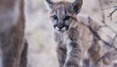 From mountain lions to bees, N.M. cinematographer Lia Nydes captures the delicate lives of wildlife | Adventure