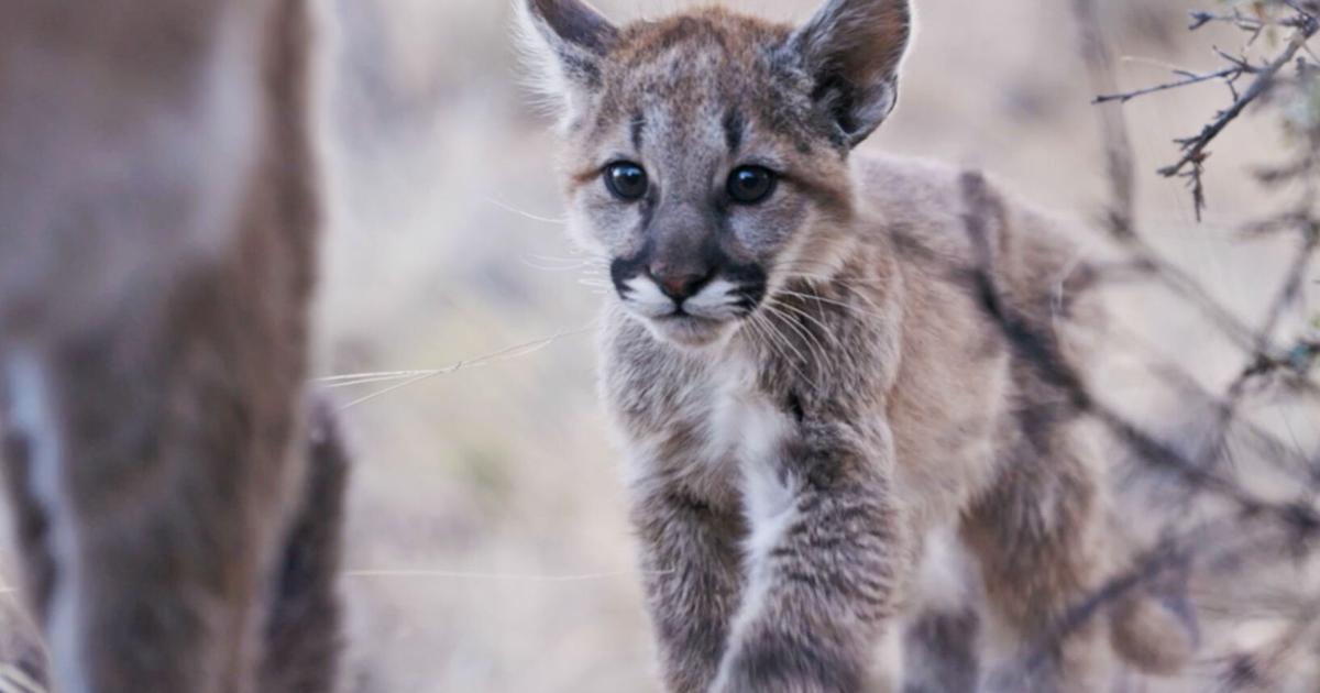 From mountain lions to bees, N.M. cinematographer Lia Nydes captures the delicate lives of wildlife | Adventure