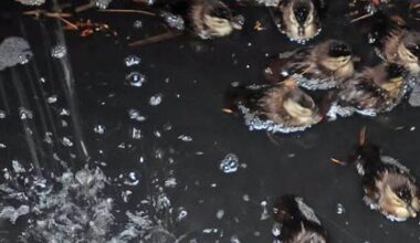 Ducklings saved by Indian River Vol. Fire Co. - WBOC TV