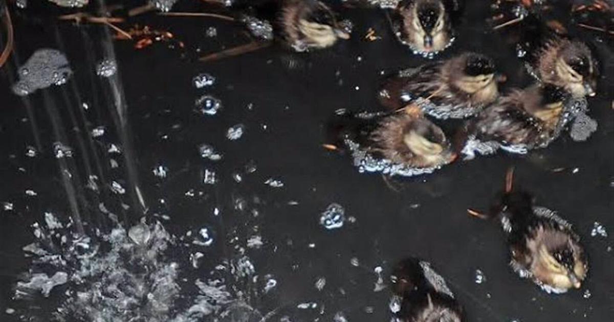 Ducklings saved by Indian River Vol. Fire Co. - WBOC TV
