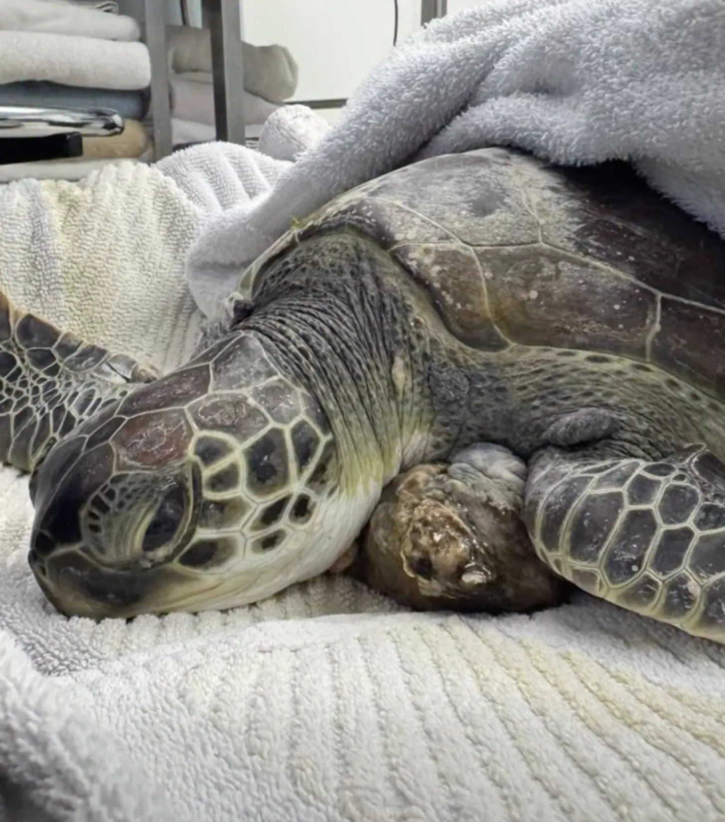 A sea turtle rests on white towels while being gently held by hands wearing gray gloves.