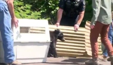 Southwest Eugene bear cub euthanized after showing signs of rabies | Local