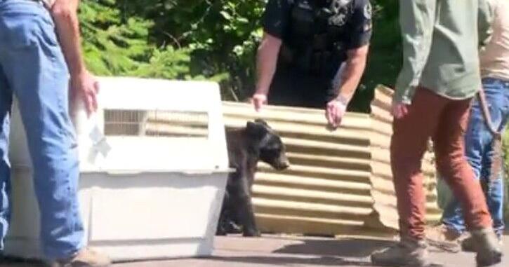 Southwest Eugene bear cub euthanized after showing signs of rabies | Local