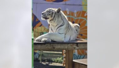 Beloved white Bengal tiger Nalin remembered by wildlife center | News