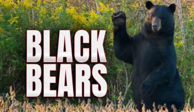 Black bears spotted near apartment complex in Hunterdon County, police say | Regional