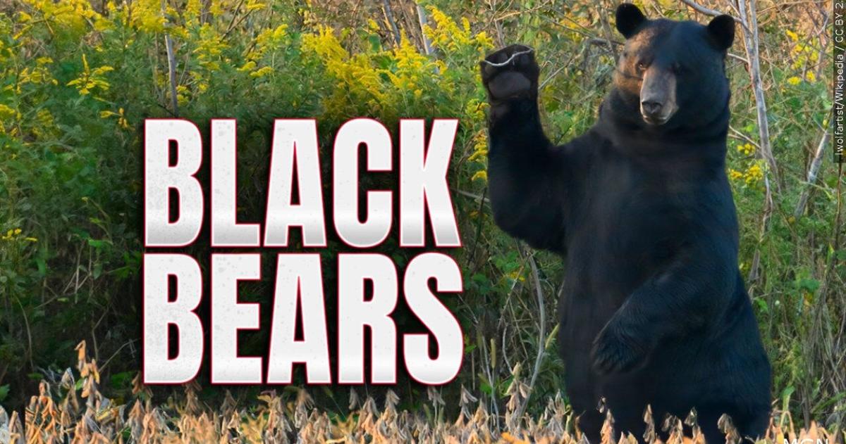 Black bears spotted near apartment complex in Hunterdon County, police say | Regional