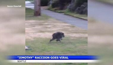 Viral raccoon Jimothy becomes Seattle's beloved local legend | Spokane News
