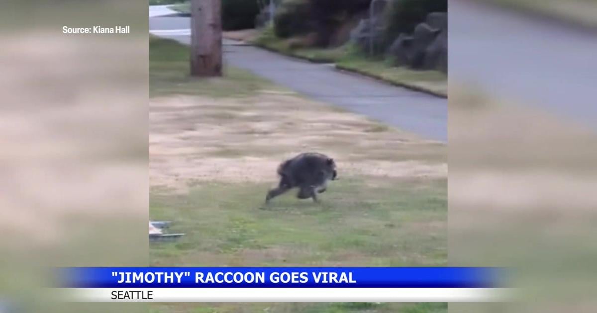 Viral raccoon Jimothy becomes Seattle's beloved local legend | Spokane News