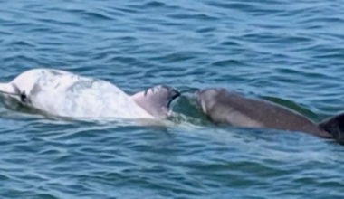 Researchers tracking a rare albino dolphin along the Delmarva coast | The Latest from WDEL News