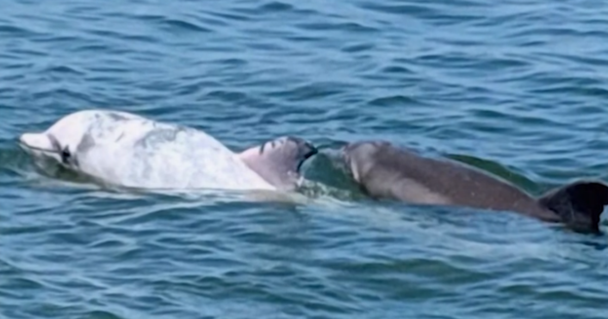 Researchers tracking a rare albino dolphin along the Delmarva coast | The Latest from WDEL News