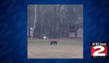 Bear Spotted in Rome at Turin Road Intersection | Local
