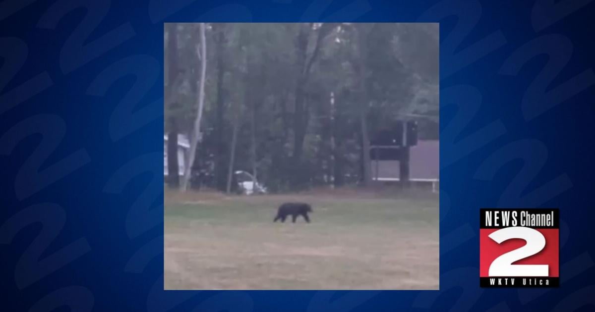 Bear Spotted in Rome at Turin Road Intersection | Local