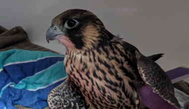 MGE Peregrine Falcon making progress in recovery | News